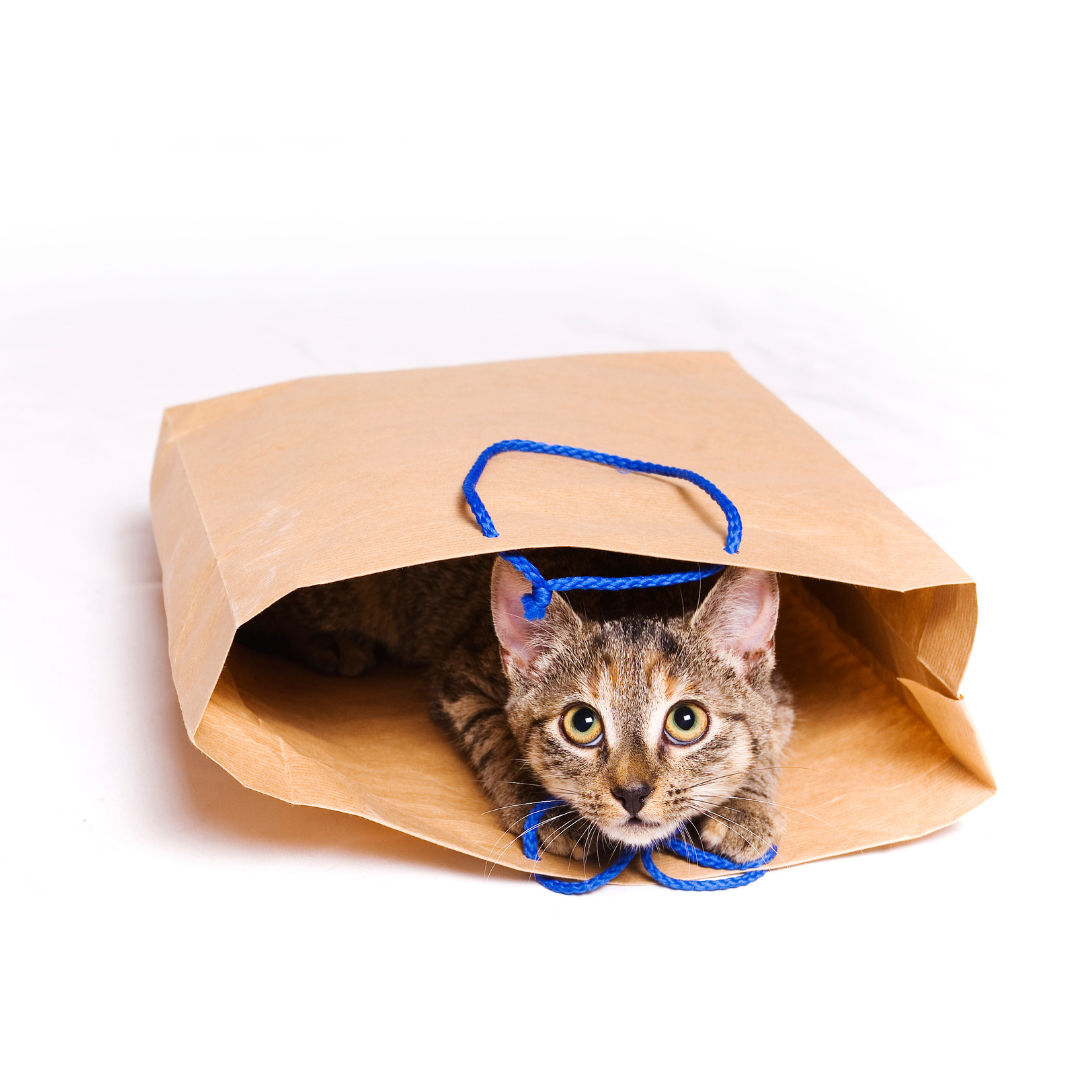 Safe toys and gifts Cornell University College of Veterinary Medicine